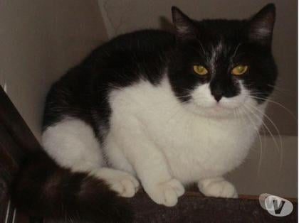 Adoption animaux Tarbes Hautes-Pyrénées - Photos Vivastreet A ADOPTER 