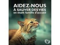Besoin de FA : on ne peut plus sauver de chats !! SOS !
