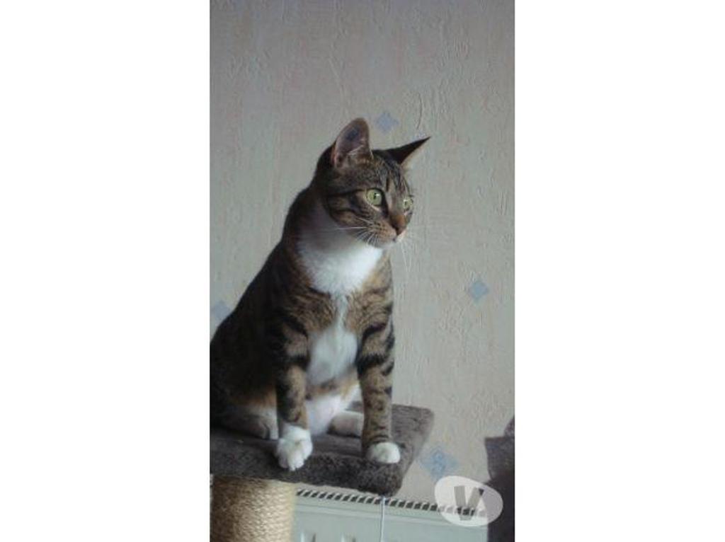 Don animaux Hautes-Pyrénées Tarbes - 65000 - Photos Vivastreet A ADOPTER "SWEETY" CHATTE TYPE EUROPEEN NON LOF (DON)
