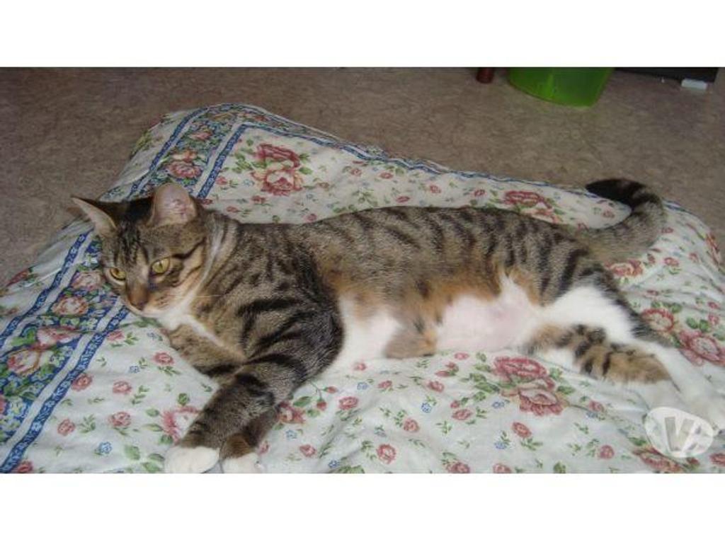Don animaux Hautes-Pyrénées Tarbes - 65000 - Photos Vivastreet A ADOPTER "SWEETY" CHATTE TYPE EUROPEEN NON LOF (DON)