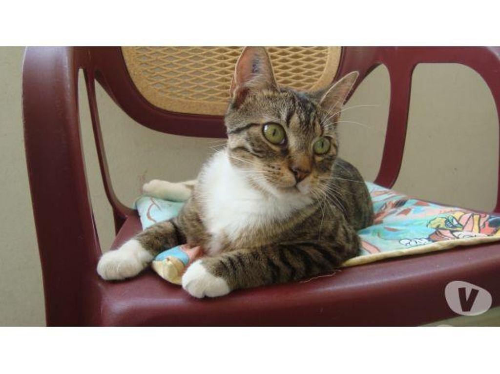 Don animaux Hautes-Pyrénées Tarbes - 65000 - Photos Vivastreet A ADOPTER "SWEETY" CHATTE TYPE EUROPEEN NON LOF (DON)