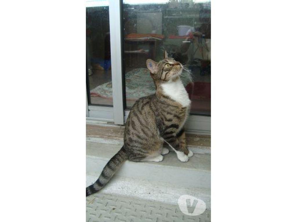 Don animaux Hautes-Pyrénées Tarbes - 65000 - Photos Vivastreet A ADOPTER "SWEETY" CHATTE TYPE EUROPEEN NON LOF (DON)