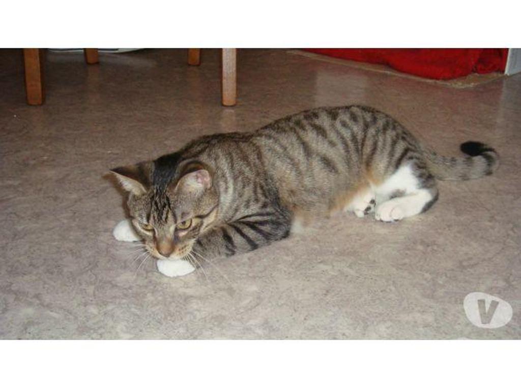 Don animaux Hautes-Pyrénées Tarbes - 65000 - Photos Vivastreet A ADOPTER "SWEETY" CHATTE TYPE EUROPEEN NON LOF (DON)