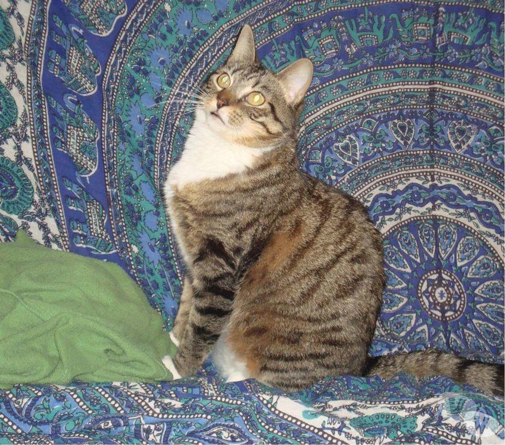 Don animaux Hautes-Pyrénées Tarbes - 65000 - Photos Vivastreet A ADOPTER "SWEETY" CHATTE TYPE EUROPEEN NON LOF (DON)