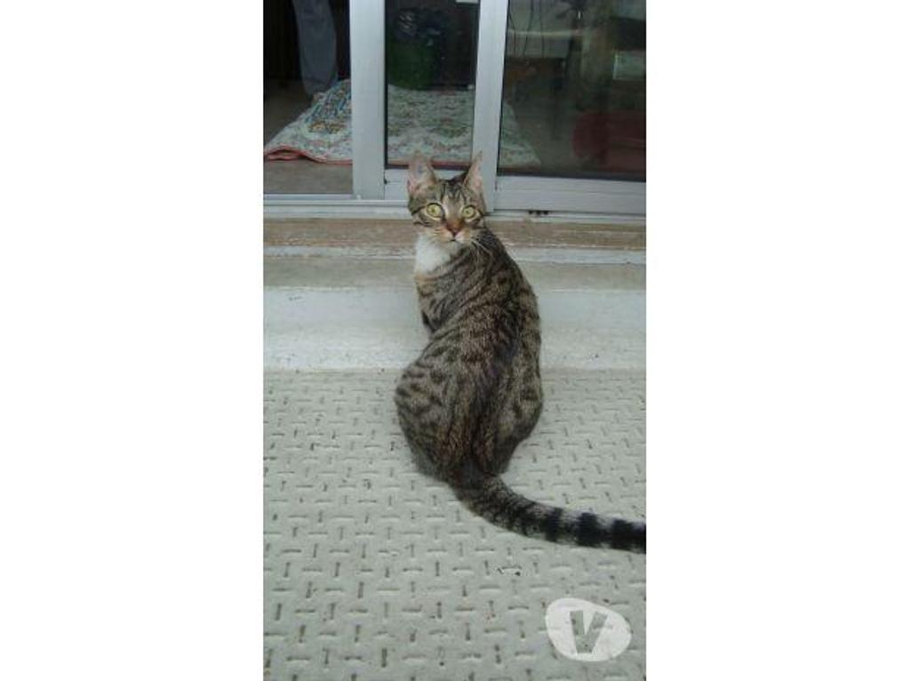 Don animaux Hautes-Pyrénées Tarbes - 65000 - Photos Vivastreet A ADOPTER "SWEETY" CHATTE TYPE EUROPEEN NON LOF (DON)