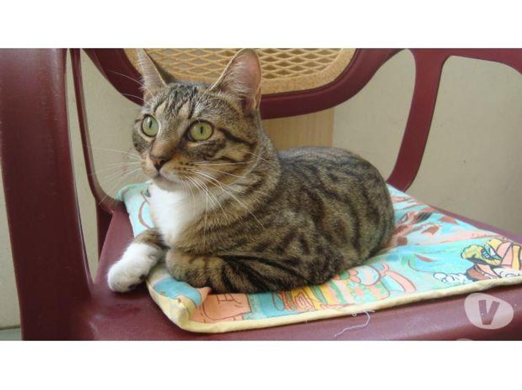 Don animaux Hautes-Pyrénées Tarbes - 65000 - Photos Vivastreet A ADOPTER "SWEETY" CHATTE TYPE EUROPEEN NON LOF (DON)