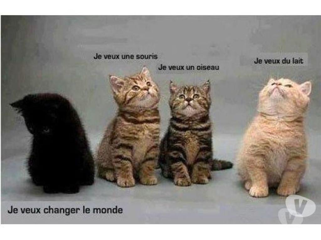 Don animaux Val-d'Oise Eaubonne - 95600 - Photos Vivastreet Chatons, chats noirs... des mal aimés porte-bonheur !Don