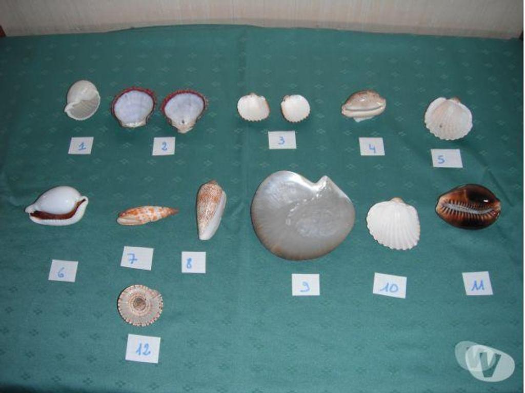 Décoration - art Bas-Rhin Obermodern Zutzendorf - Photos Vivastreet coquillages