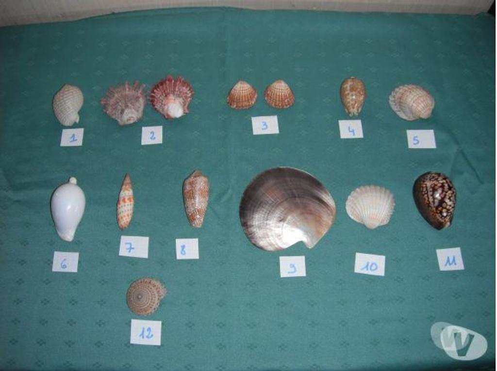 Décoration - art Bas-Rhin Obermodern Zutzendorf - Photos Vivastreet coquillages