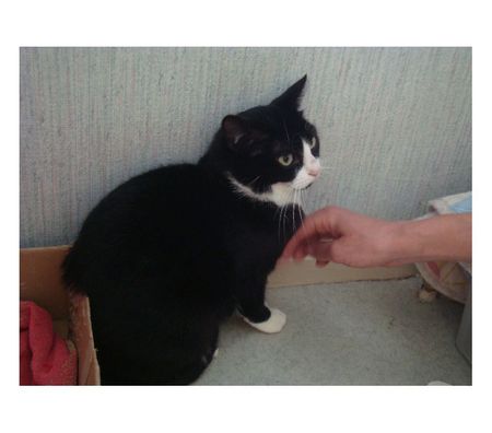 Animaux perdus Hautes-Pyrénées Tarbes - 65000 - Photos Vivastreet ALERTE CHATTE ENFUIE A TARBES