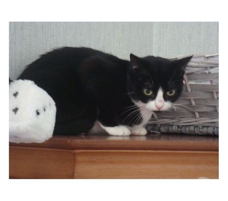 Animaux perdus Hautes-Pyrénées Tarbes - 65000 - Photos Vivastreet ALERTE CHATTE ENFUIE A TARBES