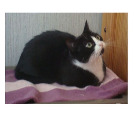Animaux perdus Hautes-Pyrénées Tarbes - 65000 - Photos Vivastreet ALERTE CHATTE ENFUIE A TARBES