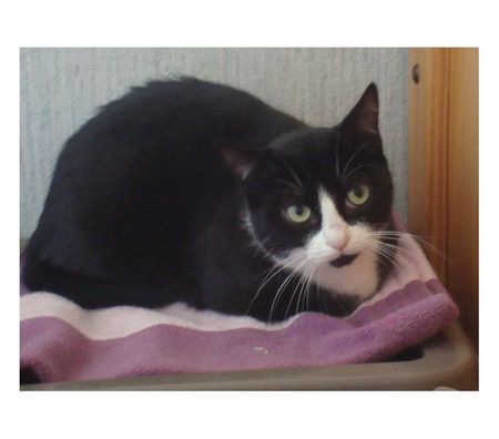 Animaux perdus Hautes-Pyrénées Tarbes - 65000 - Photos Vivastreet ALERTE CHATTE ENFUIE A TARBES
