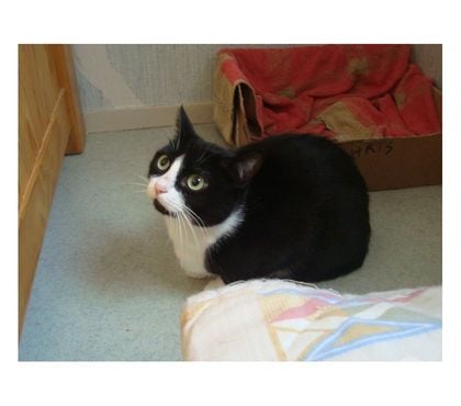 Animaux perdus Tarbes Hautes-Pyrénées - Photos Vivastreet ALERTE CHATTE ENFUIE A TARBES