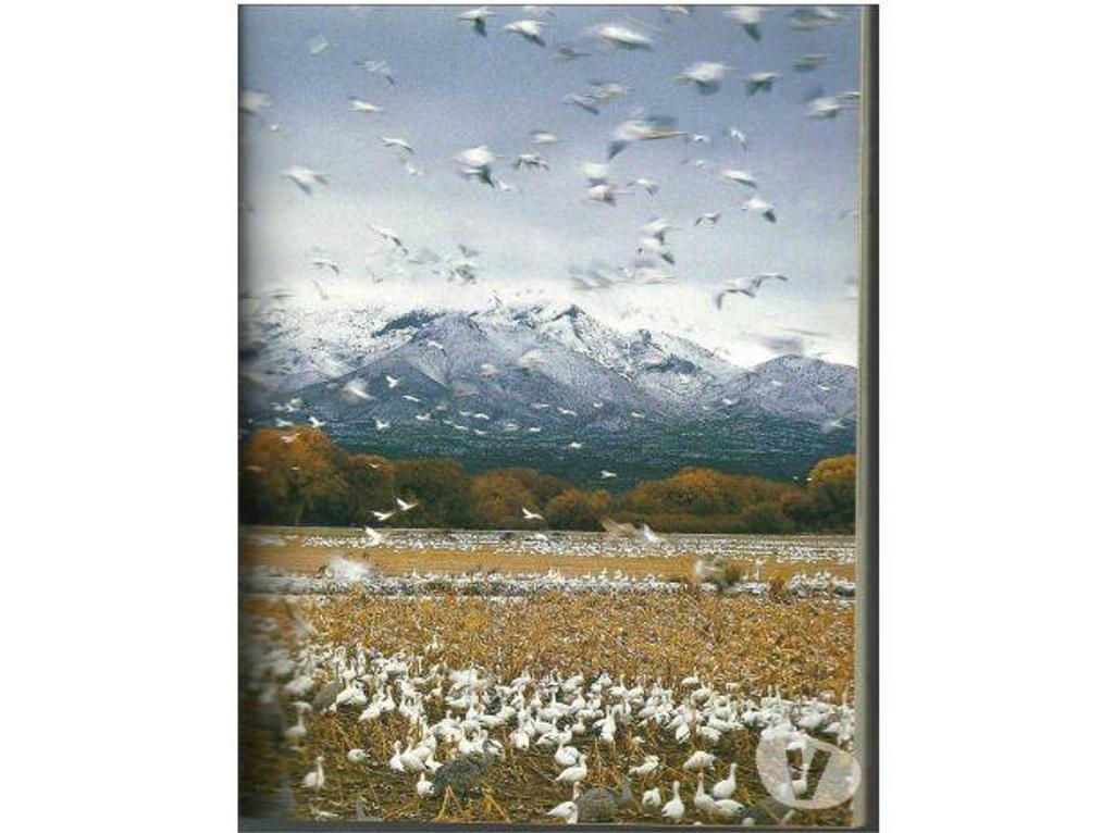 Livres occasion Tarn-et-Garonne Montauban - 82000 - Photos Vivastreet TERRE SAUVAGE n° 204 Avril 2005 : Déserts d´Amérique 