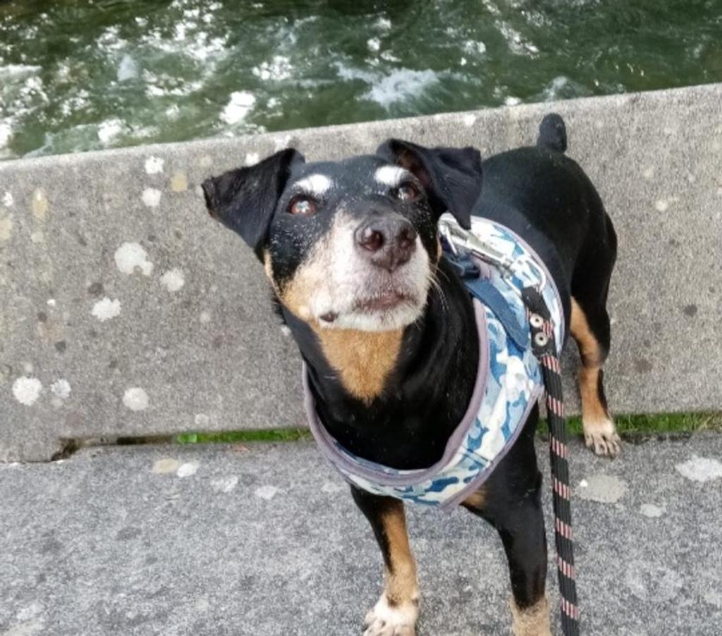 Don animaux Hautes-Pyrénées Tarbes - 65000 - Photos Vivastreet A ADOPTER "SCOTT"- CHIEN TYPE TERRIER ( JAGD)-NON LOF - DON