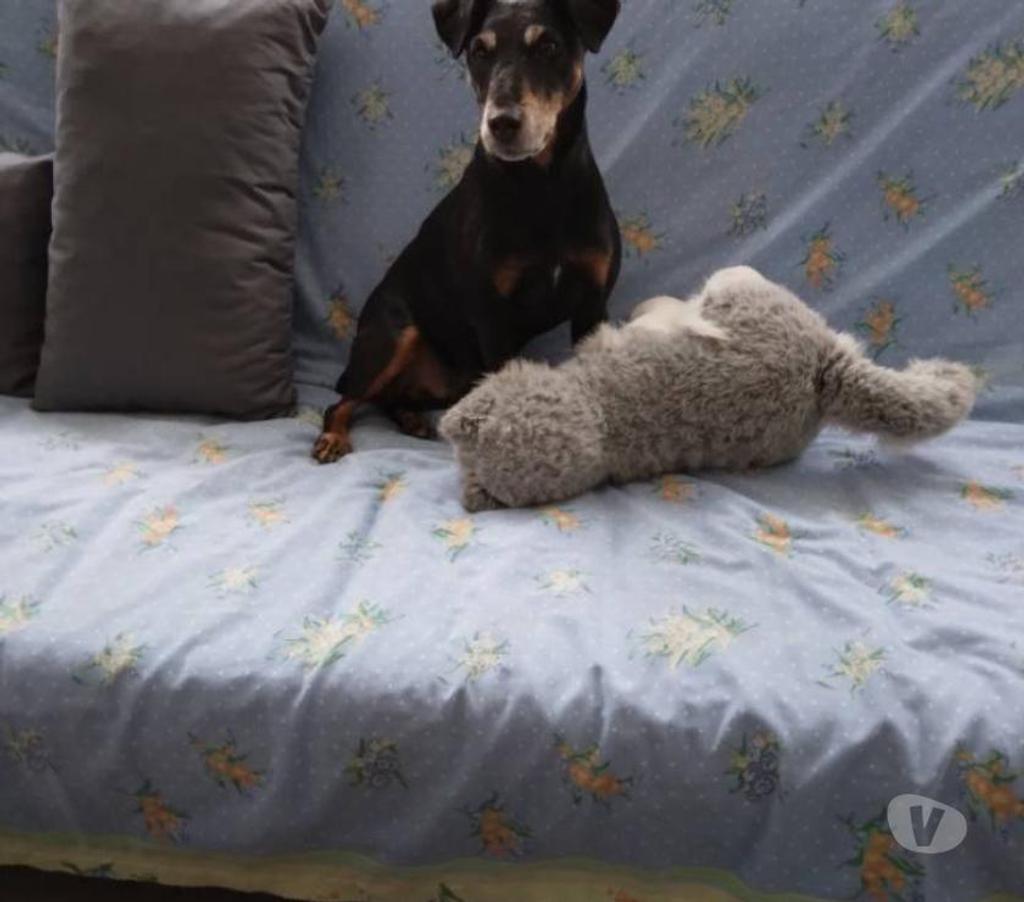 Don animaux Hautes-Pyrénées Tarbes - 65000 - Photos Vivastreet A ADOPTER "SCOTT"- CHIEN TYPE TERRIER ( JAGD)-NON LOF - DON