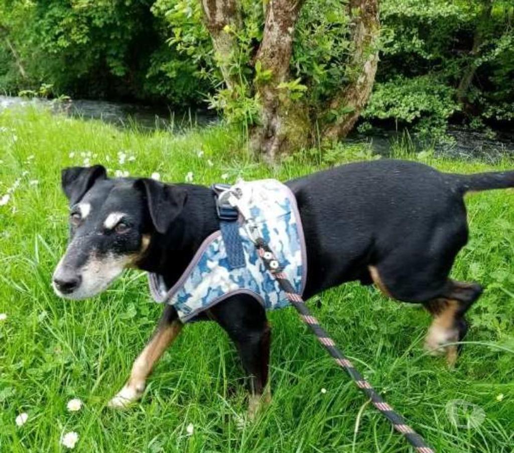 Don animaux Hautes-Pyrénées Tarbes - 65000 - Photos Vivastreet A ADOPTER "SCOTT"- CHIEN TYPE TERRIER ( JAGD)-NON LOF - DON
