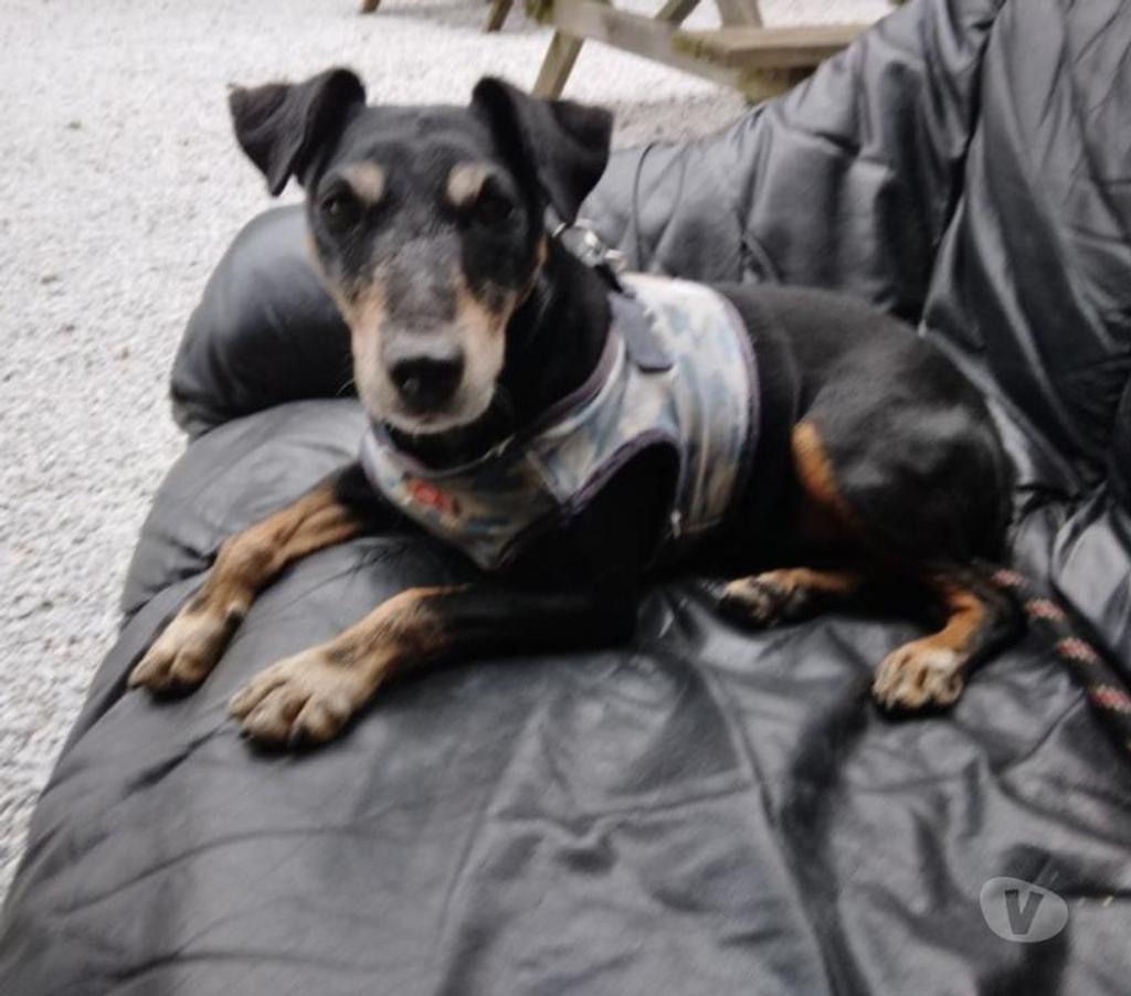 Don animaux Hautes-Pyrénées Tarbes - 65000 - Photos Vivastreet A ADOPTER "SCOTT"- CHIEN TYPE TERRIER ( JAGD)-NON LOF - DON