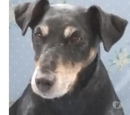 Don animaux Tarbes Hautes-Pyrénées - Photos Vivastreet A ADOPTER 