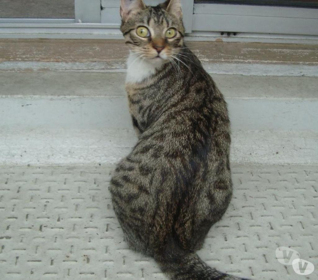 Don animaux Hautes-Pyrénées Tarbes - 65000 - Photos Vivastreet A ADOPTER "SWEETY" CHATTE NON LOF (DON)