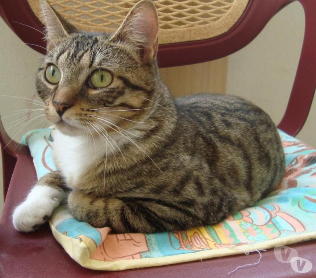 Don animaux Hautes-Pyrénées Tarbes - 65000 - Photos Vivastreet A ADOPTER "SWEETY" CHATTE NON LOF (DON)