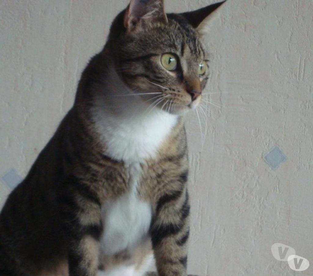 Don animaux Hautes-Pyrénées Tarbes - 65000 - Photos Vivastreet A ADOPTER "SWEETY" CHATTE NON LOF (DON)
