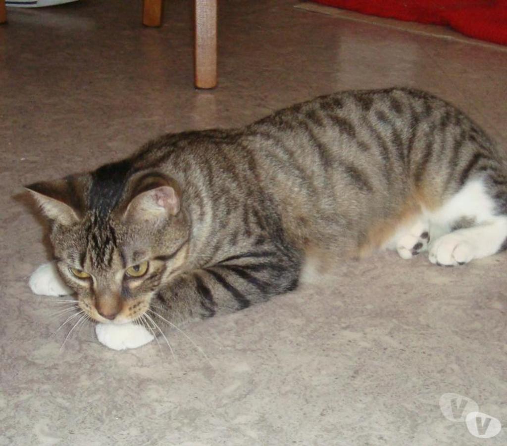 Don animaux Hautes-Pyrénées Tarbes - 65000 - Photos Vivastreet A ADOPTER "SWEETY" CHATTE NON LOF (DON)
