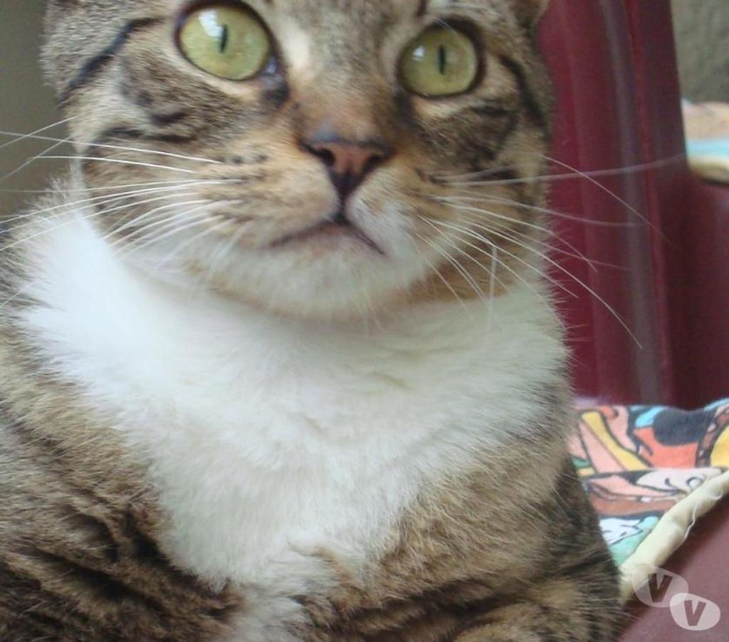 Don animaux Hautes-Pyrénées Tarbes - 65000 - Photos Vivastreet A ADOPTER "SWEETY" CHATTE NON LOF (DON)
