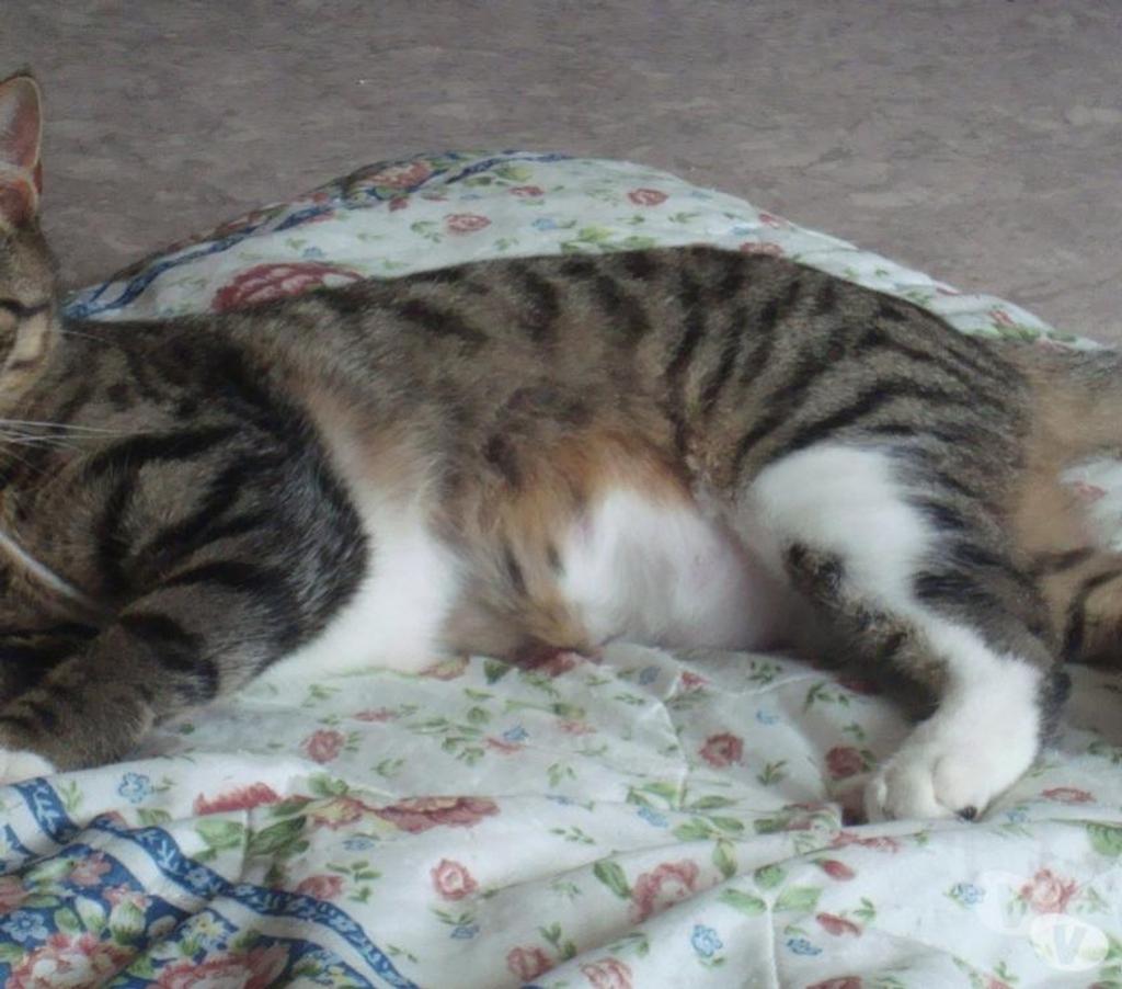 Don animaux Hautes-Pyrénées Tarbes - 65000 - Photos Vivastreet A ADOPTER "SWEETY" CHATTE NON LOF (DON)
