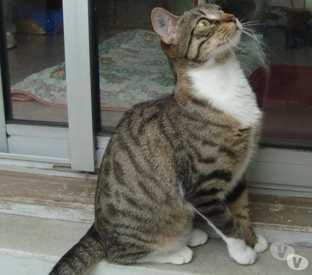 Don animaux Hautes-Pyrénées Tarbes - 65000 - Photos Vivastreet A ADOPTER "SWEETY" CHATTE NON LOF (DON)