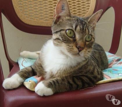 Don animaux Tarbes Hautes-Pyrénées - Photos Vivastreet A ADOPTER 