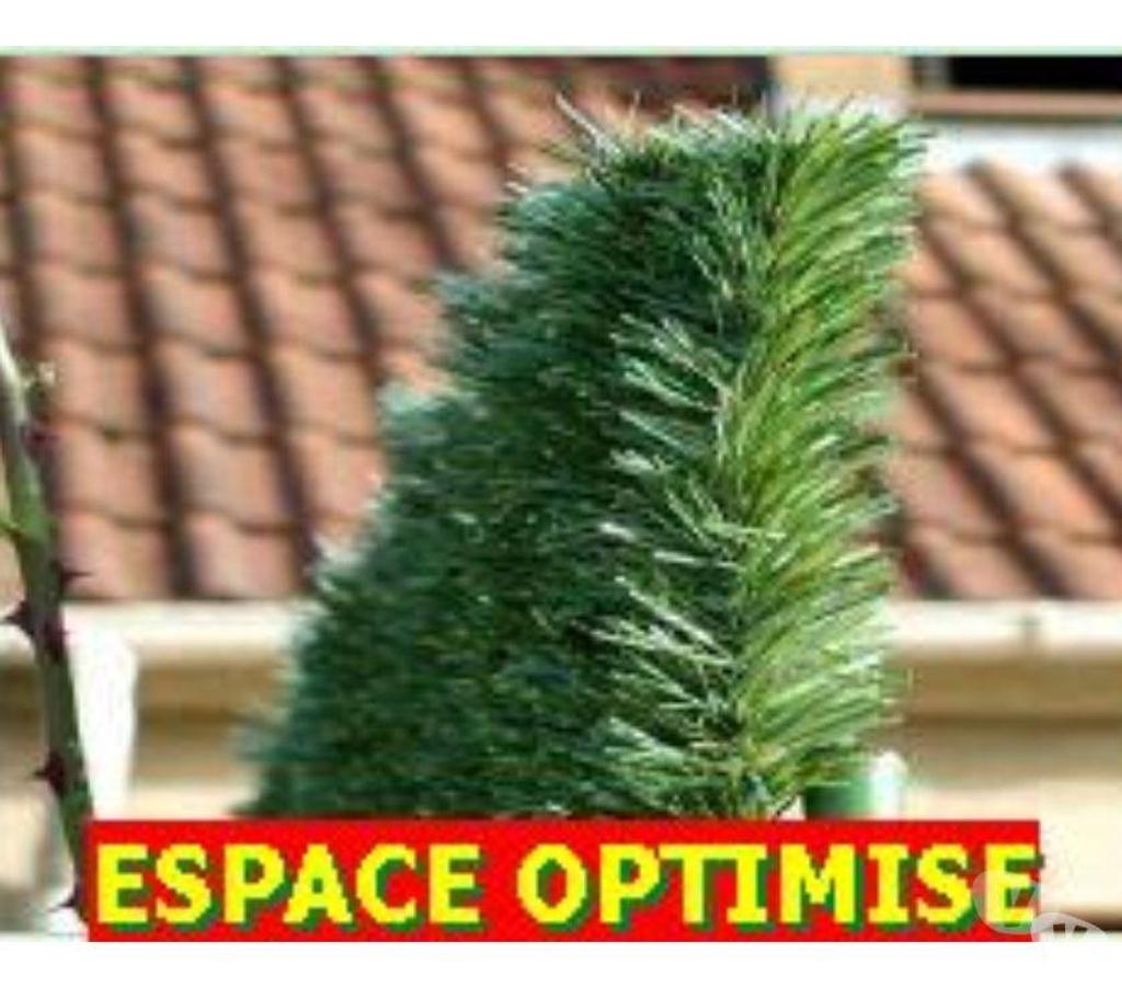 Nord Lille - Photos Vivastreet HAIE ETERNELLE Brise-vue Hauteur 1.80 M