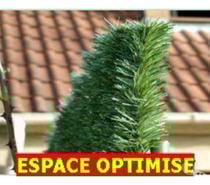 HAIE ETERNELLE Brise-vue Hauteur 1.80 M