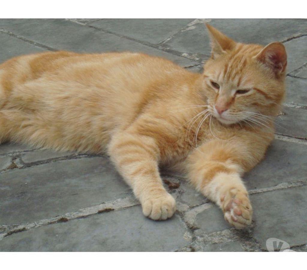 Don animaux Hautes-Pyrénées Tarbes - 65000 - Photos Vivastreet A ADOPTER 