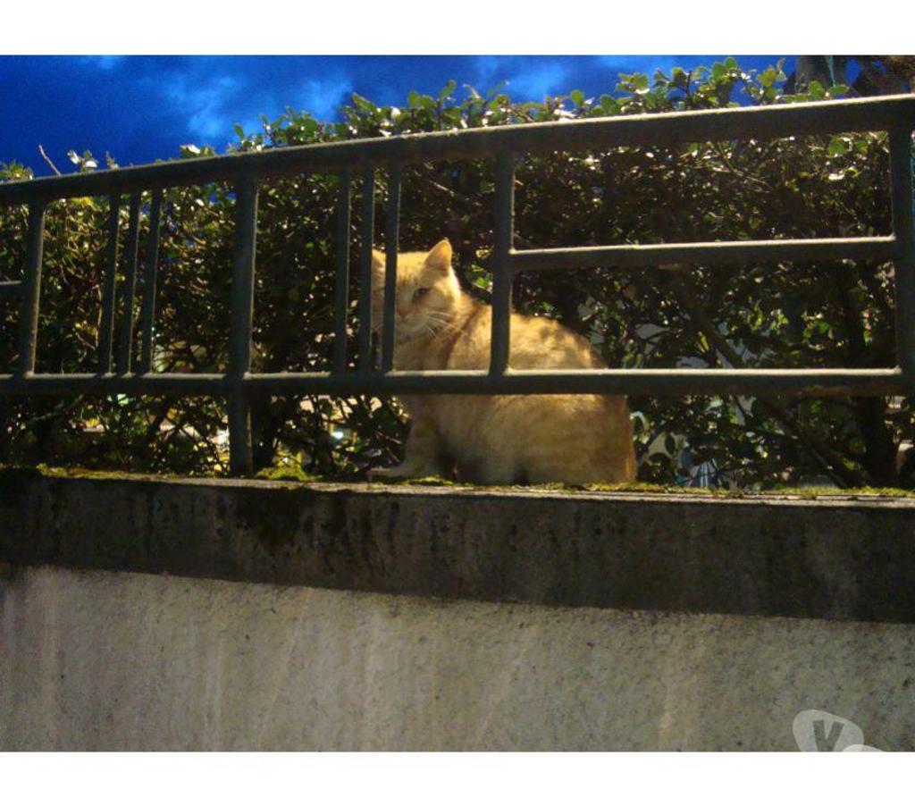 Don animaux Hautes-Pyrénées Tarbes - 65000 - Photos Vivastreet A ADOPTER 