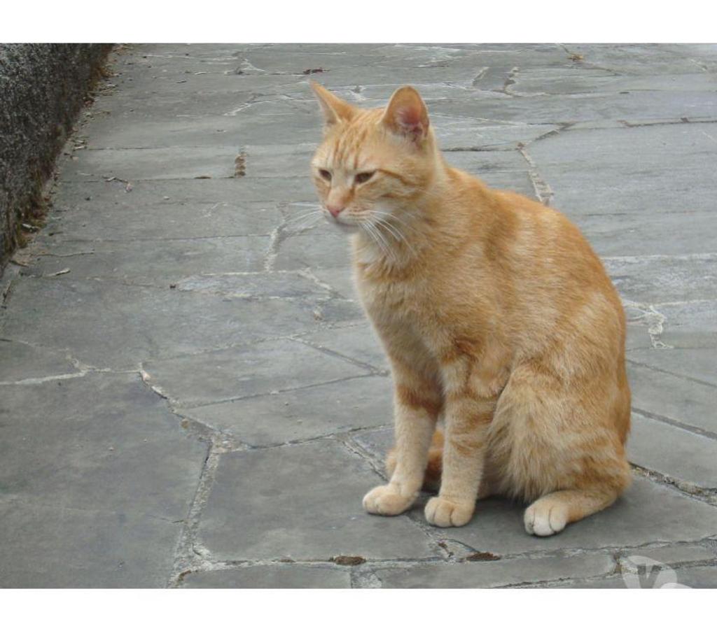 Don animaux Hautes-Pyrénées Tarbes - 65000 - Photos Vivastreet A ADOPTER 