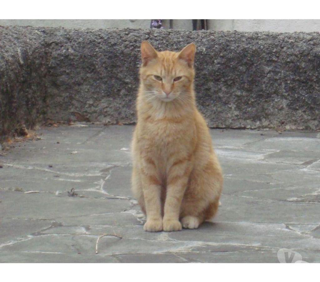 Don animaux Hautes-Pyrénées Tarbes - 65000 - Photos Vivastreet A ADOPTER 