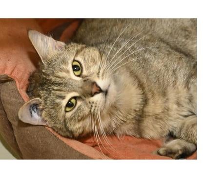 Adoption animaux Eaubonne Val-d'Oise - Photos Vivastreet CHOUPETTE BELLE TIGREE ARGENTEE DE 4 ANS