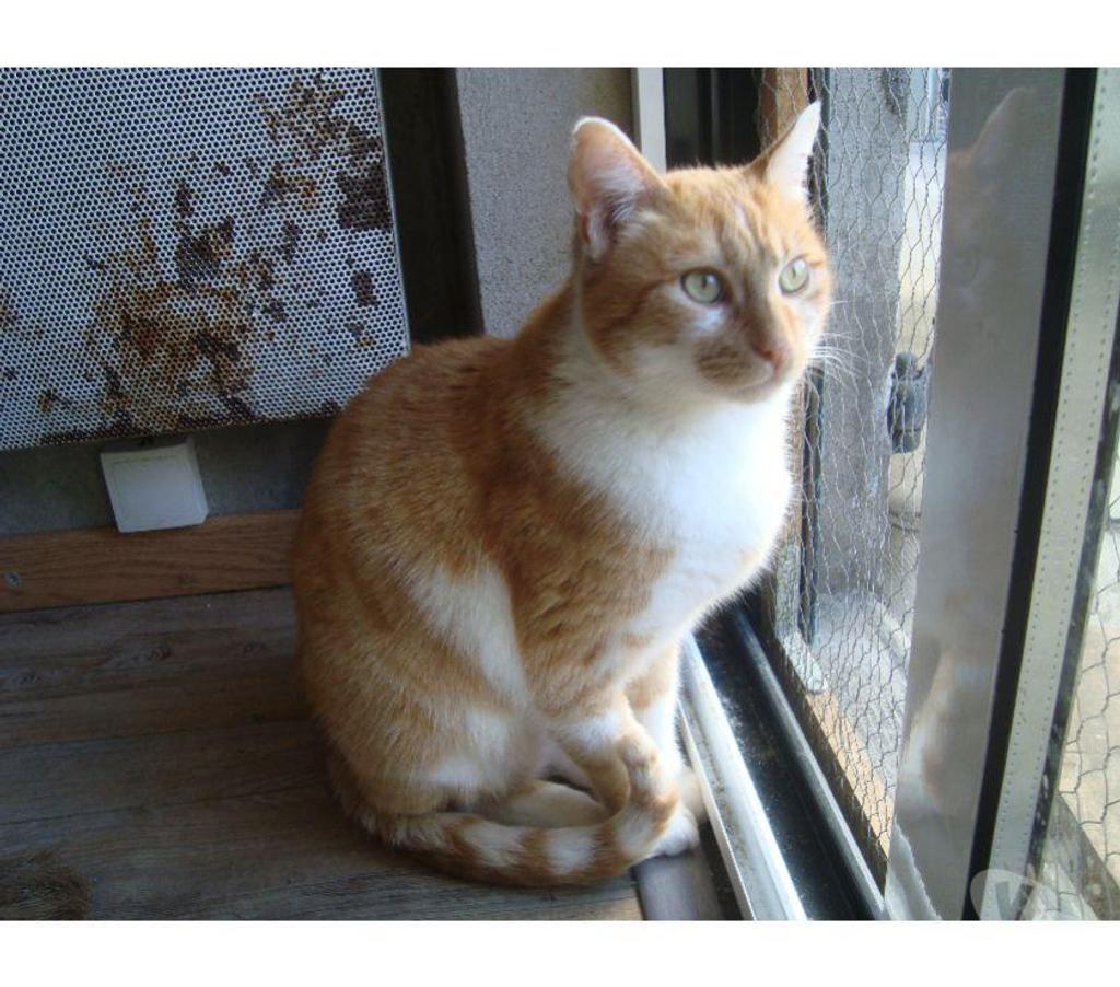 Don animaux Hautes-Pyrénées Tarbes - 65000 - Photos Vivastreet A ADOPTER GOO KAI-CHAT TYOE EUROPEEN NON LOF ( DON)