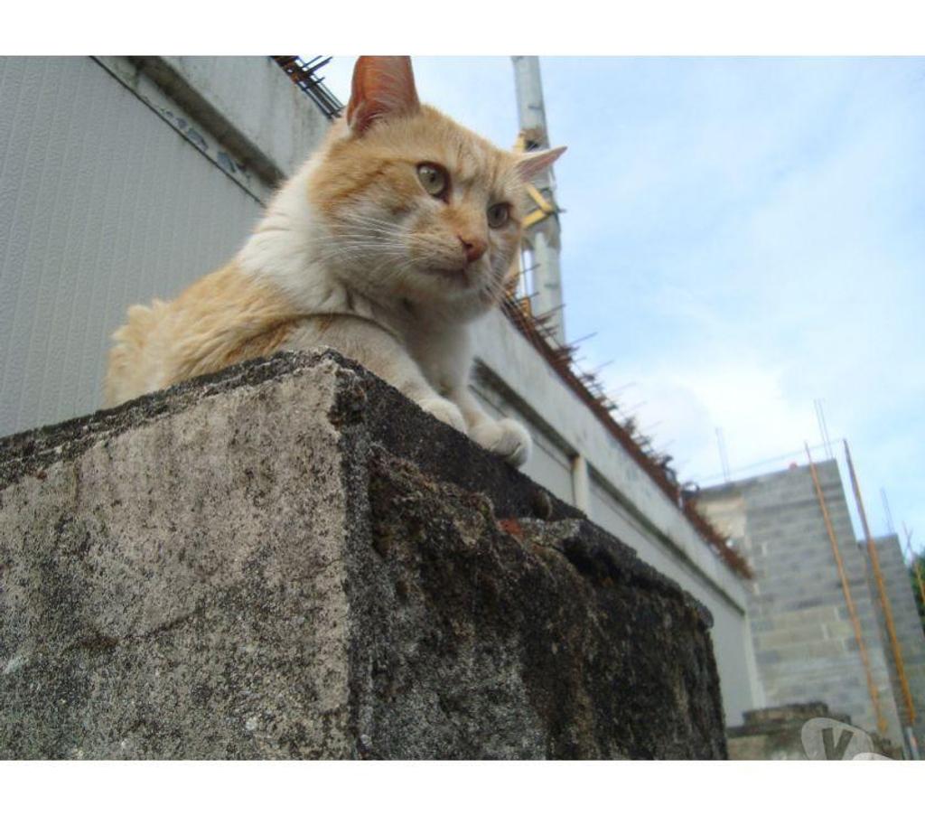 Don animaux Hautes-Pyrénées Tarbes - 65000 - Photos Vivastreet A ADOPTER GOO KAI-CHAT TYOE EUROPEEN NON LOF ( DON)