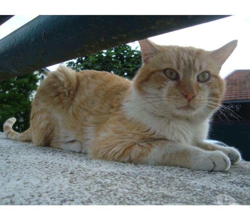 Don animaux Hautes-Pyrénées Tarbes - 65000 - Photos Vivastreet A ADOPTER GOO KAI-CHAT TYOE EUROPEEN NON LOF ( DON)