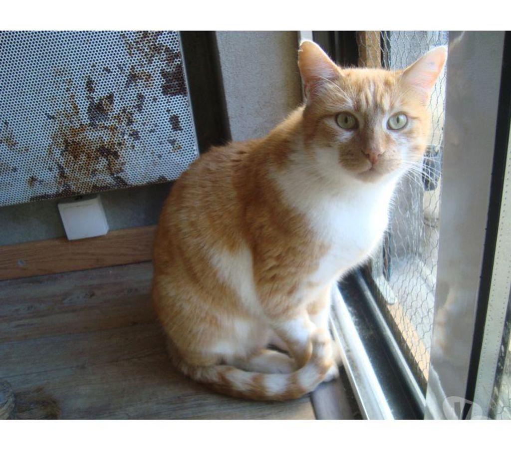 Don animaux Hautes-Pyrénées Tarbes - 65000 - Photos Vivastreet A ADOPTER GOO KAI-CHAT TYOE EUROPEEN NON LOF ( DON)
