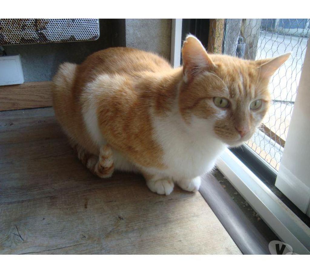 Don animaux Hautes-Pyrénées Tarbes - 65000 - Photos Vivastreet A ADOPTER GOO KAI-CHAT TYOE EUROPEEN NON LOF ( DON)
