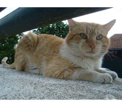 Don animaux Tarbes Hautes-Pyrénées - Photos Vivastreet A ADOPTER GOO KAI-CHAT TYOE EUROPEEN NON LOF ( DON)