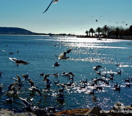 location saisonniere Hérault Balaruc les Bains - 34540 - Photos Vivastreet joli 2 pièces tout confort 2* avec belle vue wifi parking 