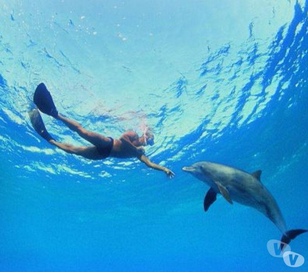 Livres occasion Ain Belley - 01300 - Photos Vivastreet Dauphins en liberté NATHAN