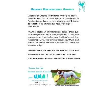 Services, accessoires animaux Nantes Nantes - Photos Vivastreet Recherche de familles d'accueil