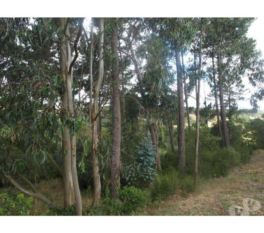 Terrain à vendre Portugal - Photos Vivastreet Terrain - Caldas da Rainha - 7329m2