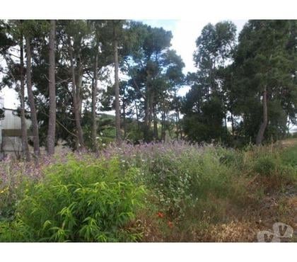 Vente Terrain - Photos Vivastreet Terrain - Caldas da Rainha - 7329m2